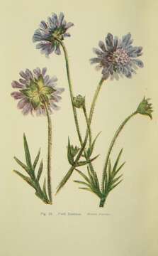 Слика од Knautia arvensis (L.) Coulter