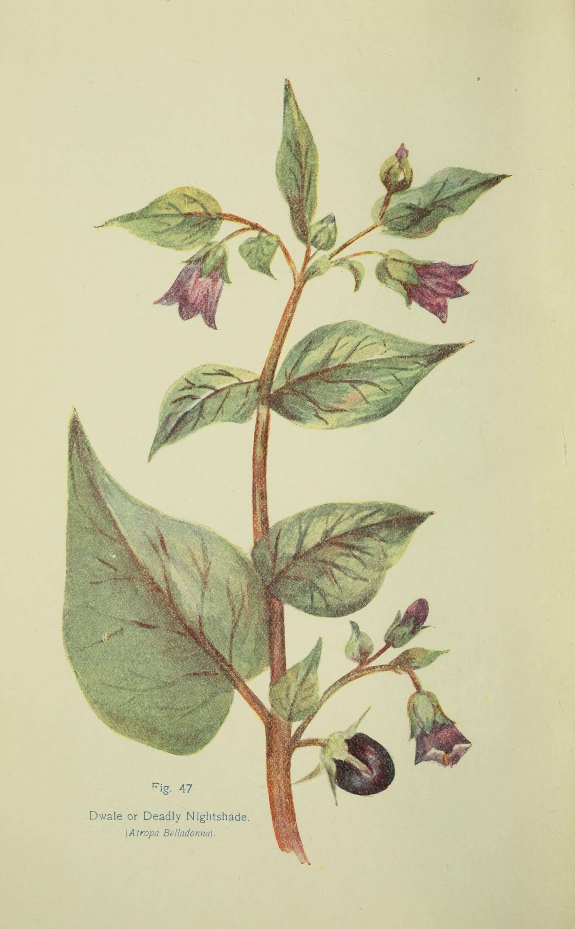 Plancia ëd Atropa belladonna L.