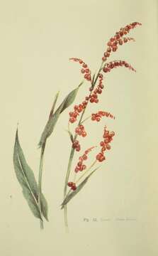 Image of Common Sorrel