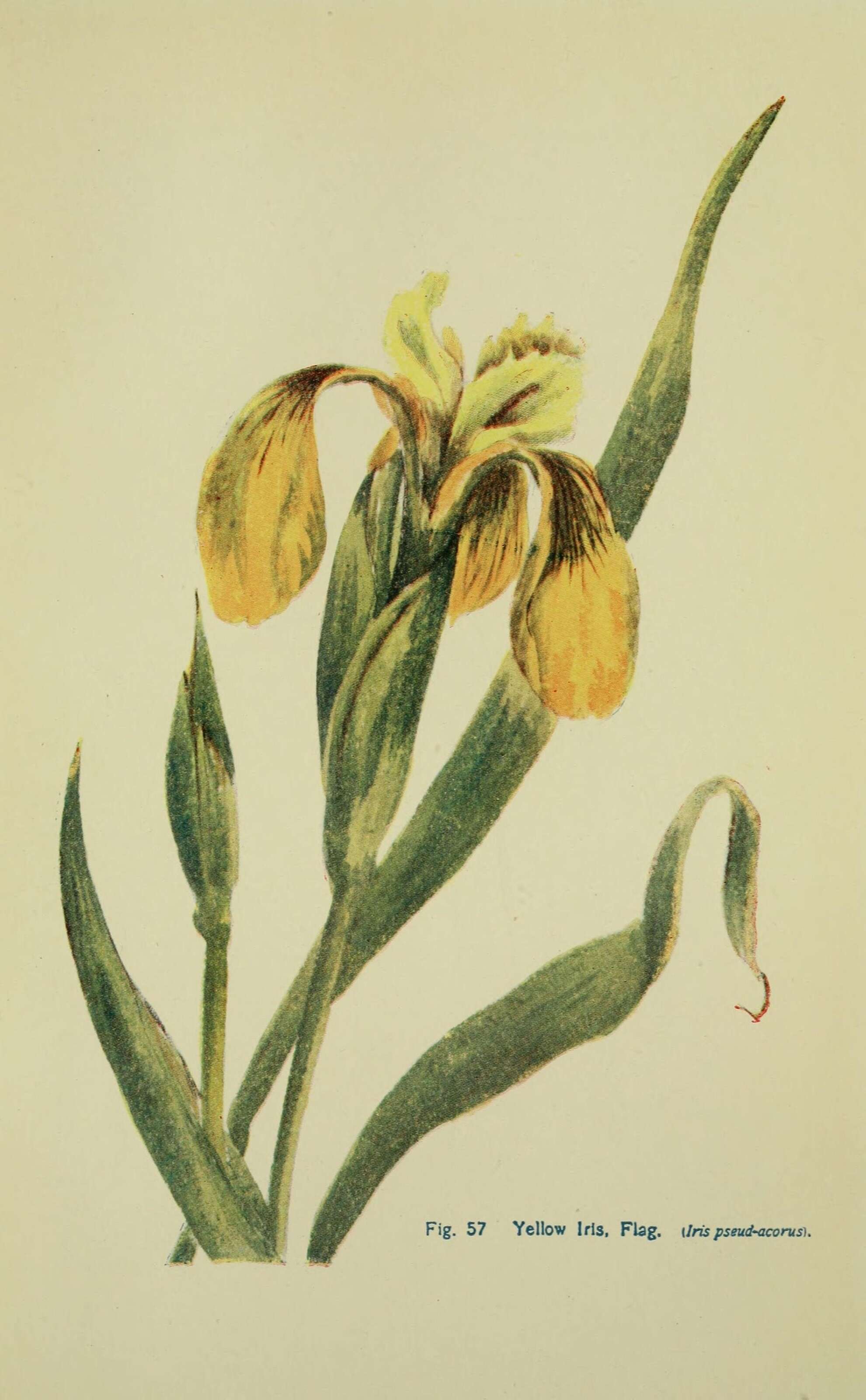 Image of yellow flag, yellow iris