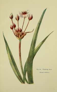 Image of flowering rush family