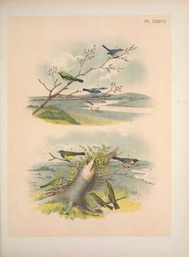 Image of gnatcatchers