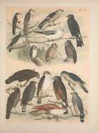 Plancia ëd Falco femoralis Temminck 1822