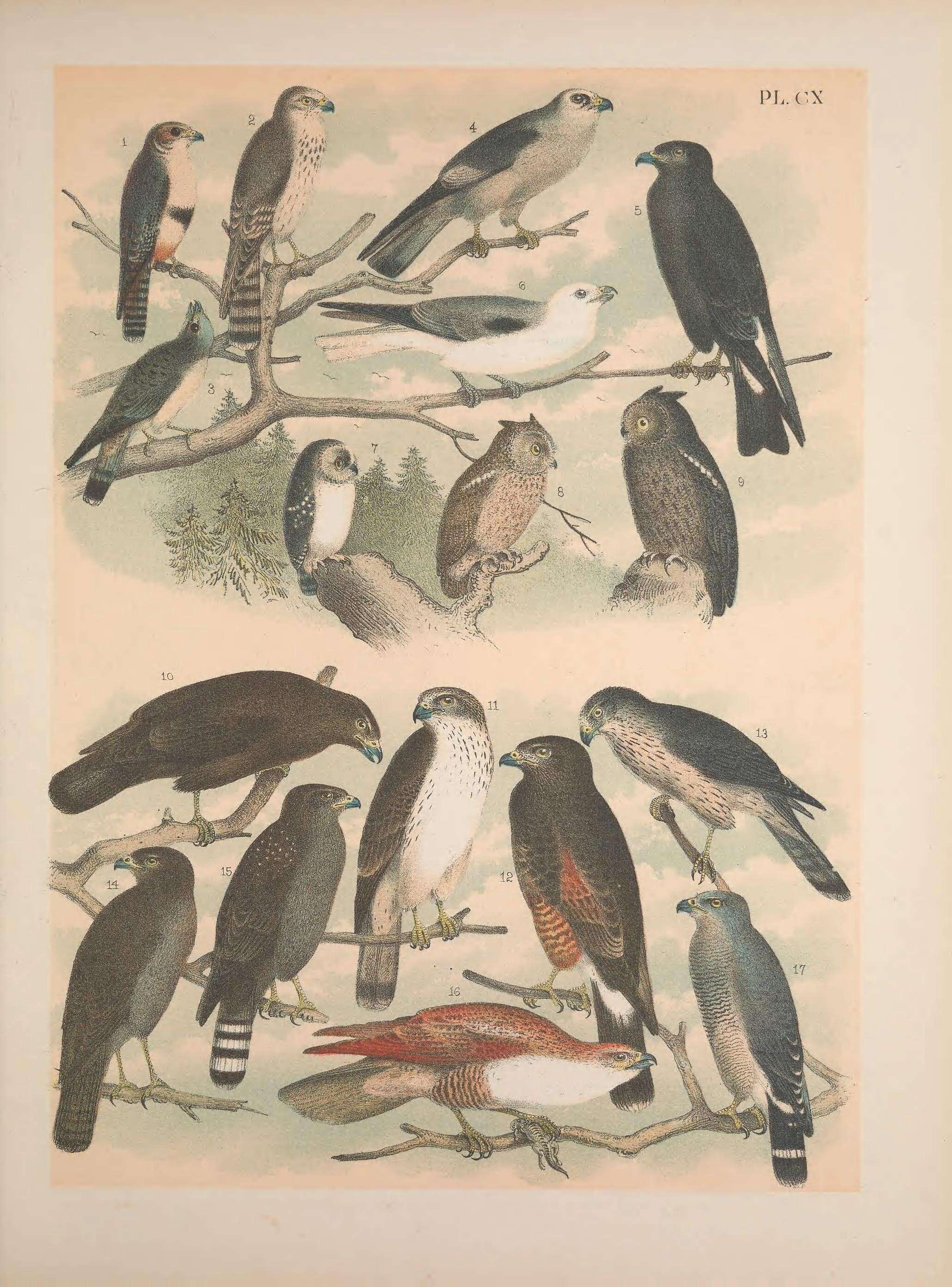 Слика од Falco femoralis Temminck 1822