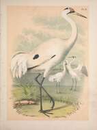 Image of Whooping Crane