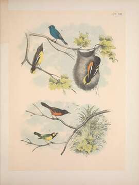 Image of Orchard Oriole