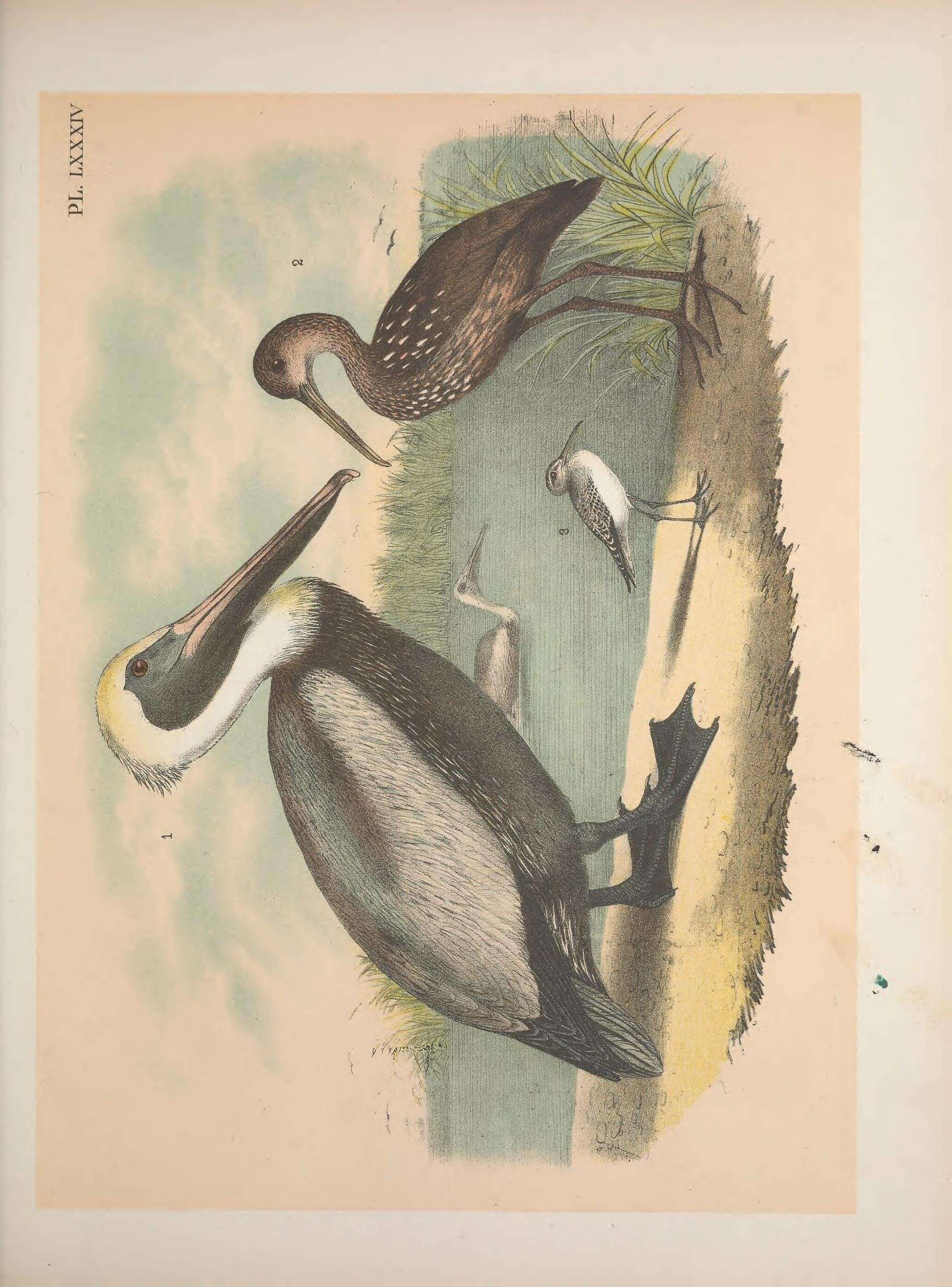 Imagem de Calidris himantopus (Bonaparte 1826)