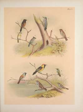 Image of Orchard Oriole