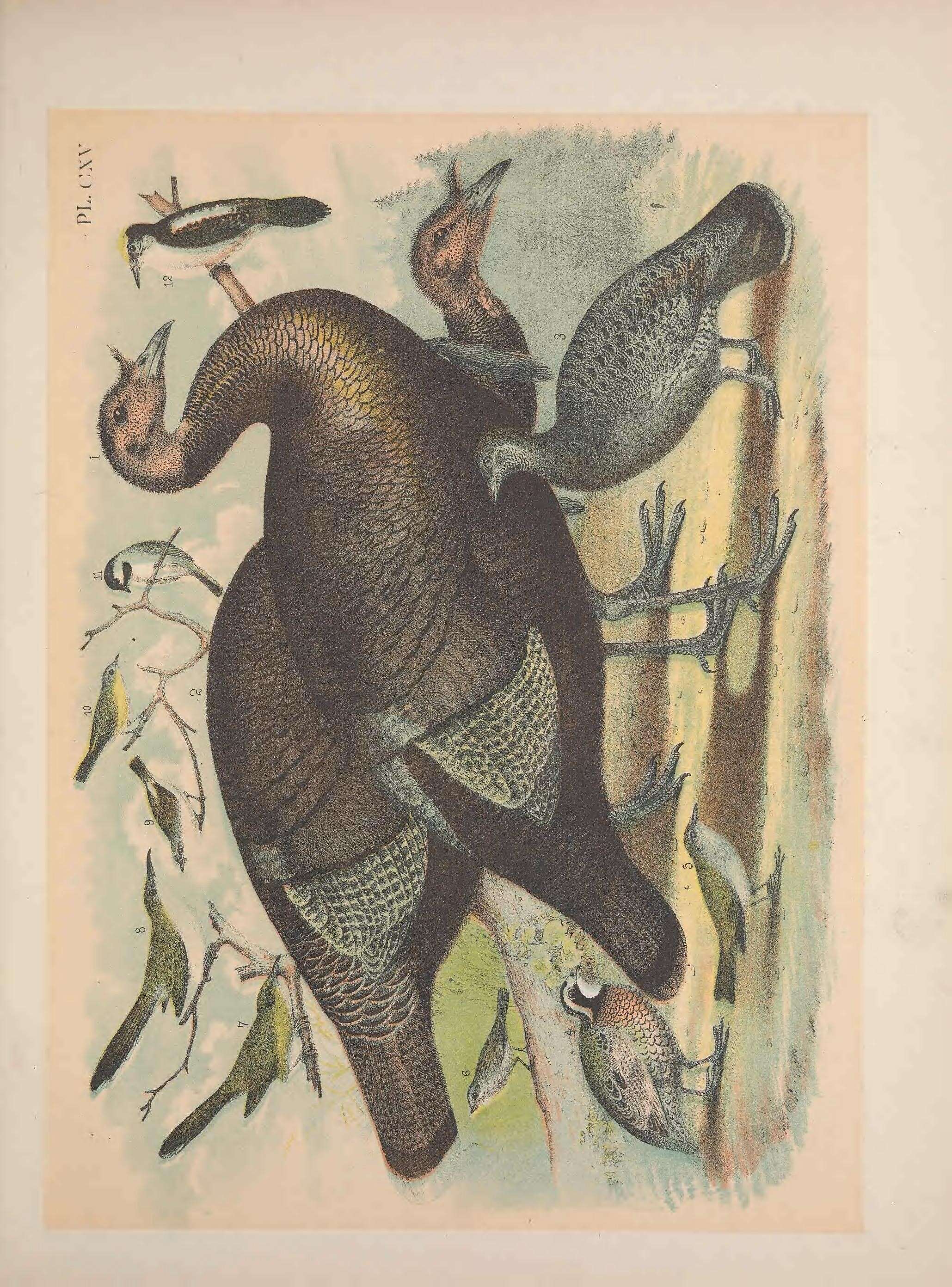 Imagem de Meleagris gallopavo Linnaeus 1758