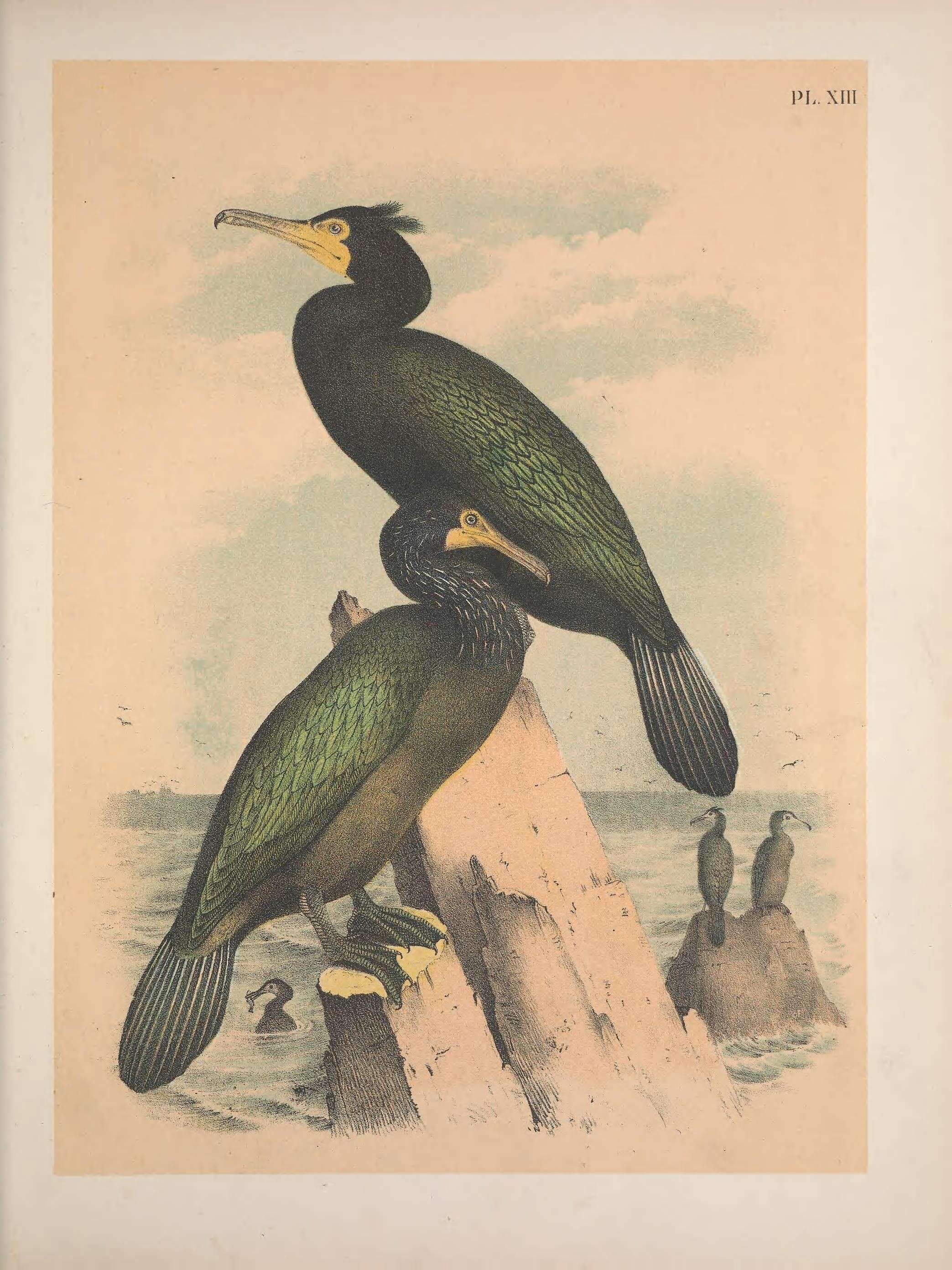 Image of Double-crested Cormorant