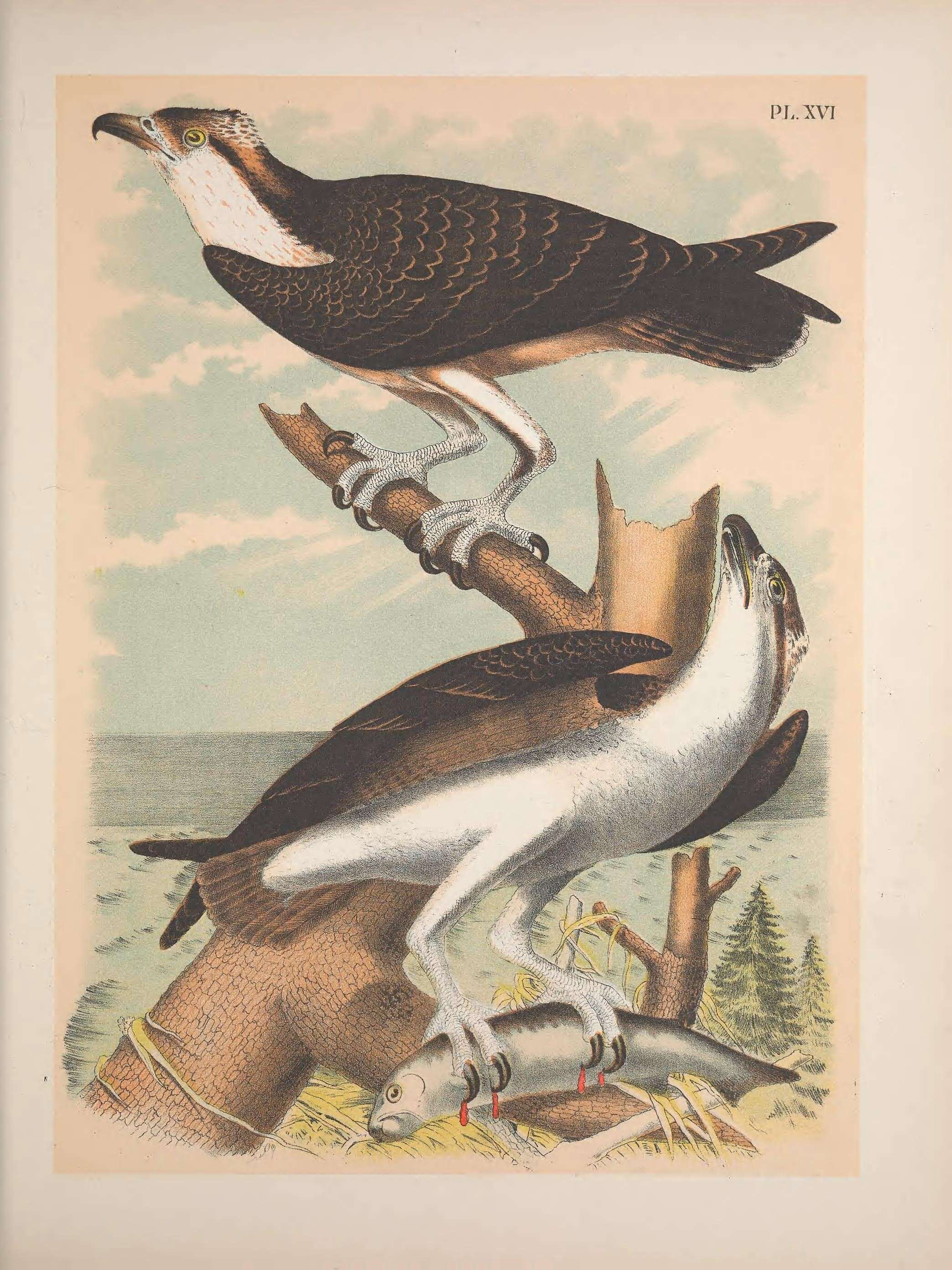 Image of ospreys