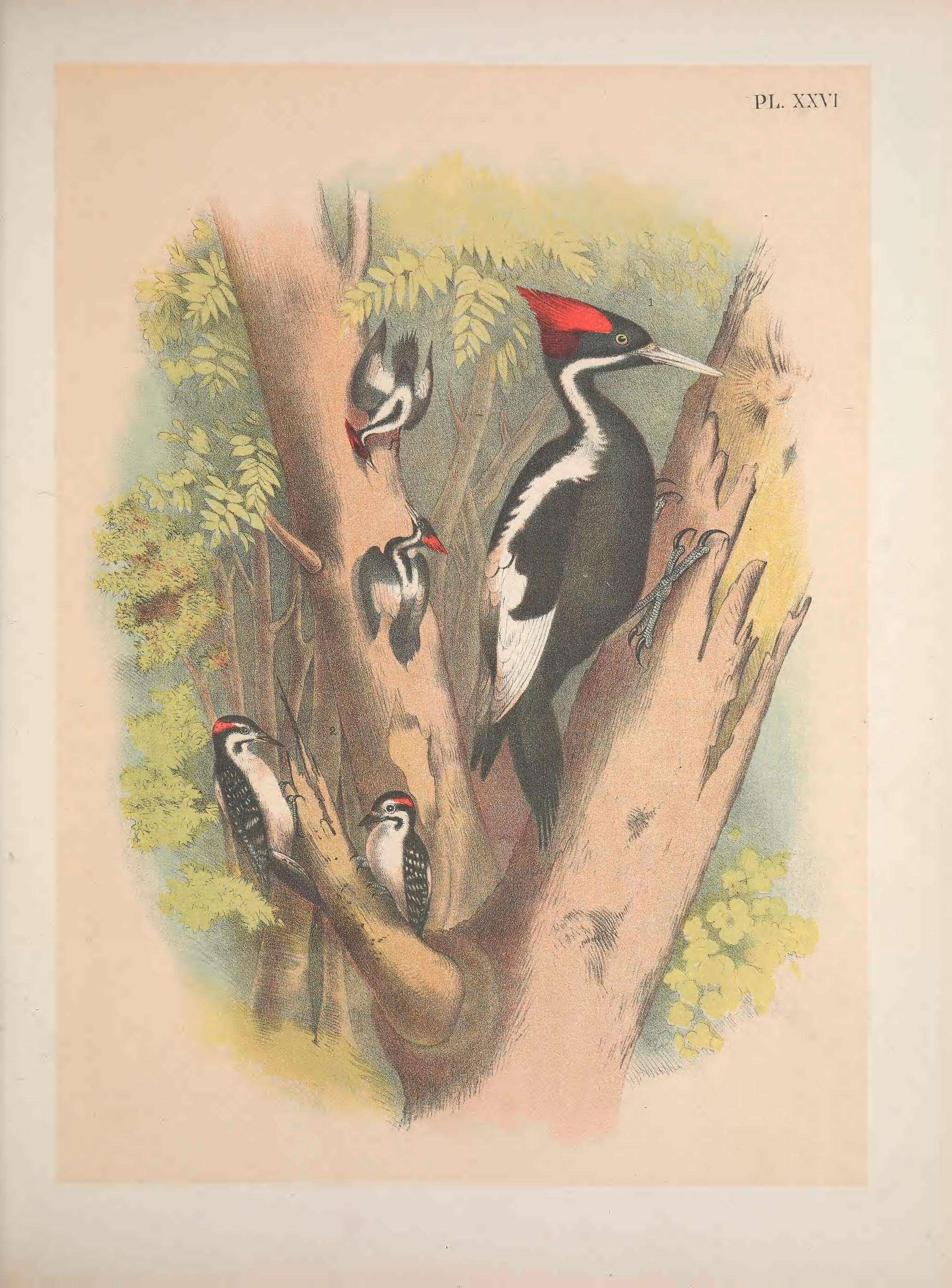 Image of Ivory-billed Woodpecker