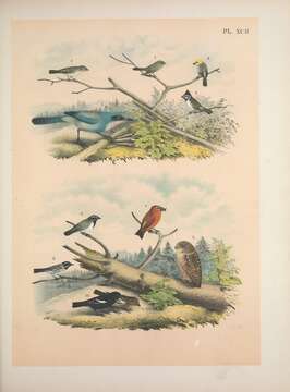 Image of Auriparus Baird & SF 1864