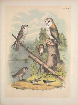 Image of Prairie Falcon