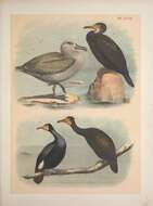 Image of Baird's cormorant