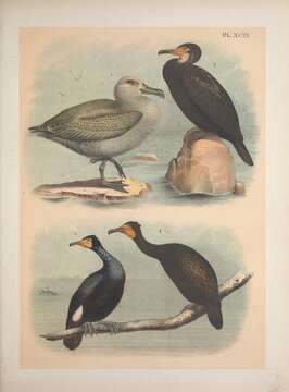 Plancia ëd Phalacrocorax pelagicus Pallas 1811