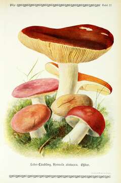 Image of Russula alutacea (Fr.) Fr. 1838