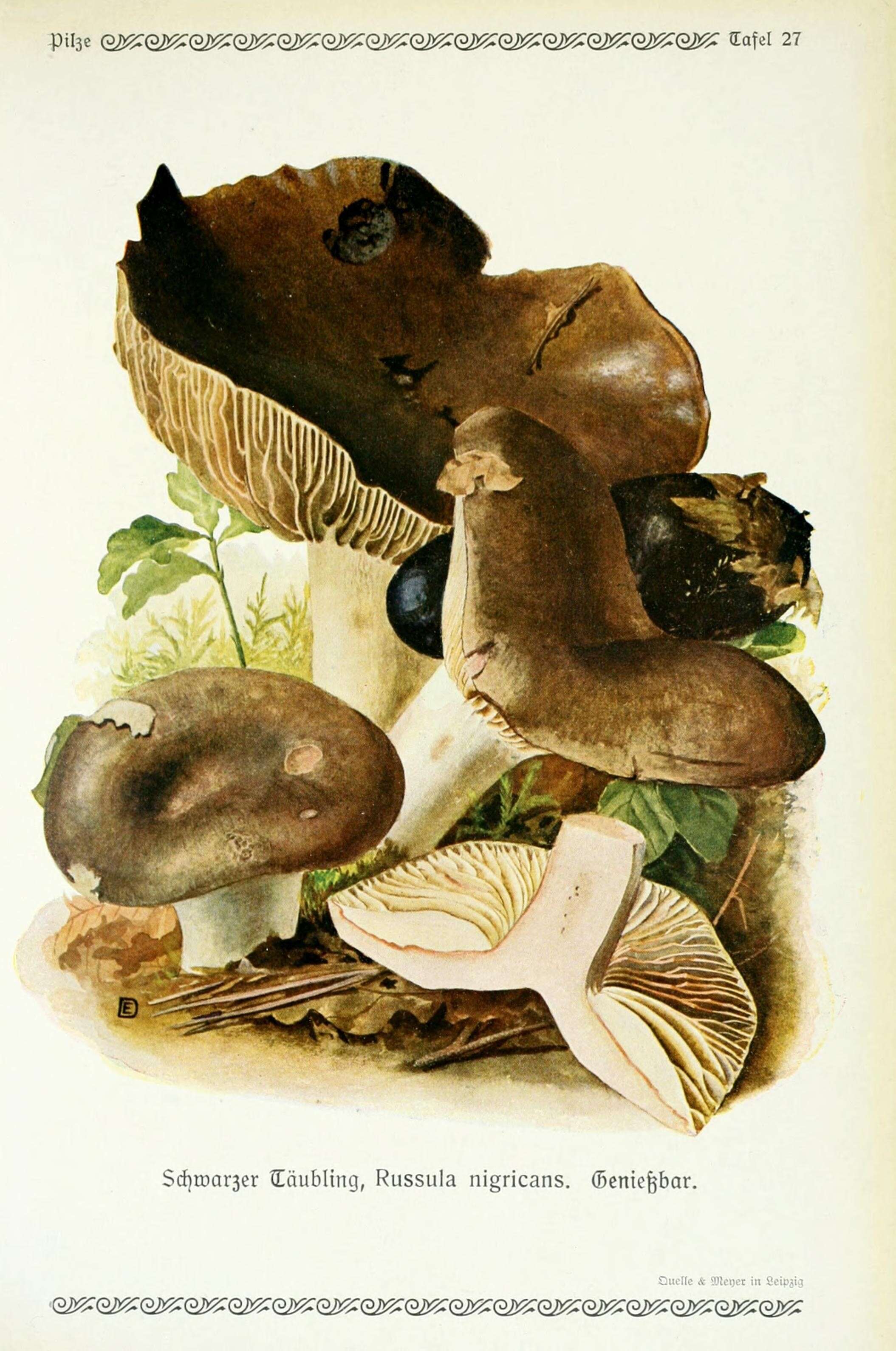 Image de Russula nigricans Fr. 1838