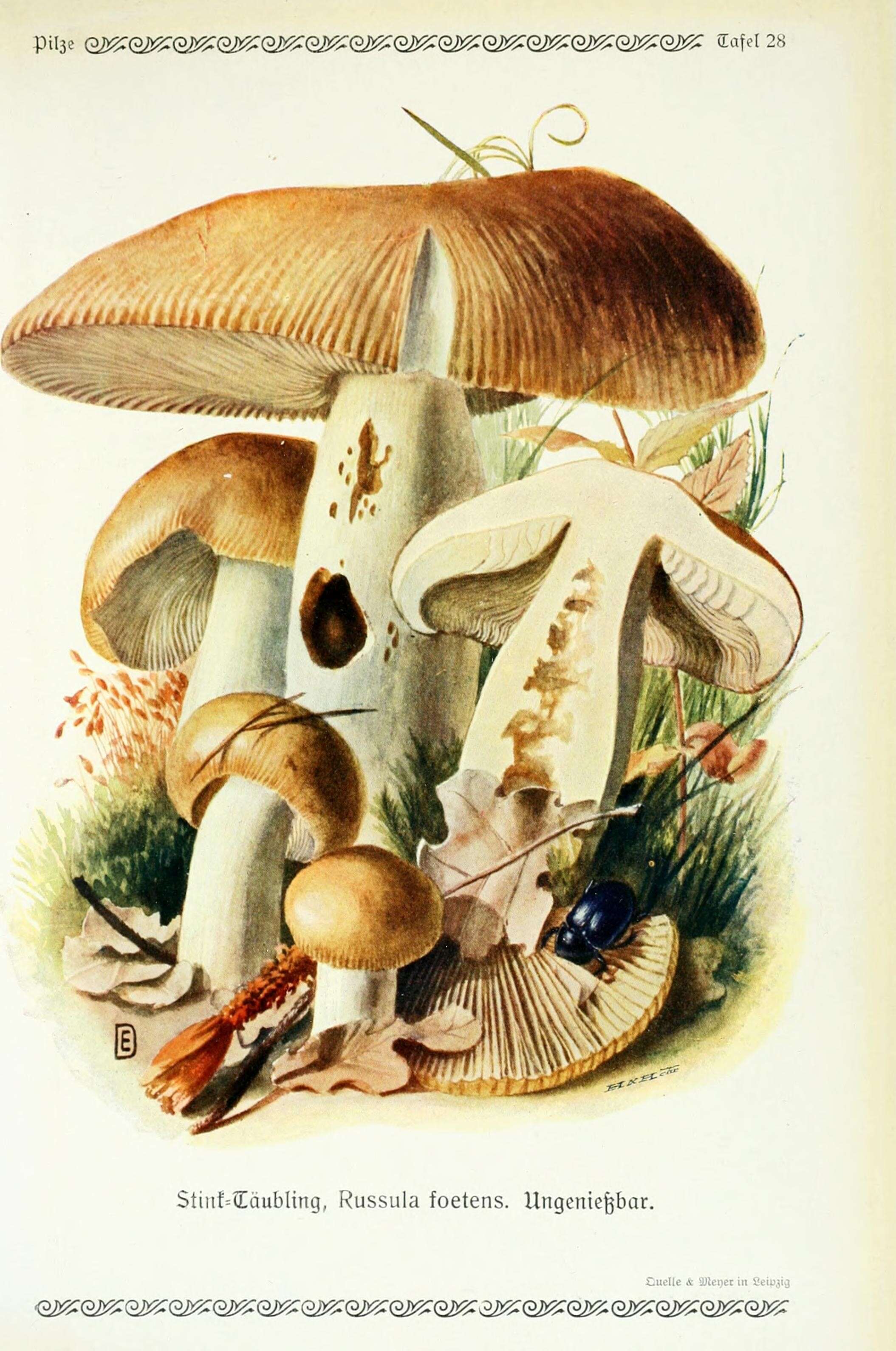 Image of Stinking Russula