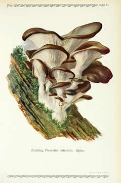 Image of Pleurotus ostreatus (Jacq.) P. Kumm. 1871