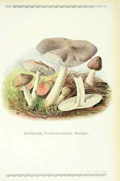 Image of Grey Agaric