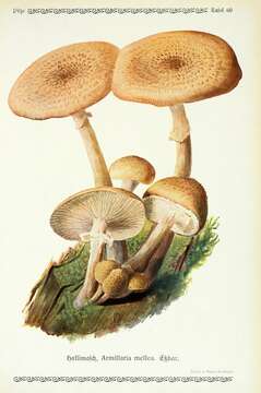 Image of Honey Fungus