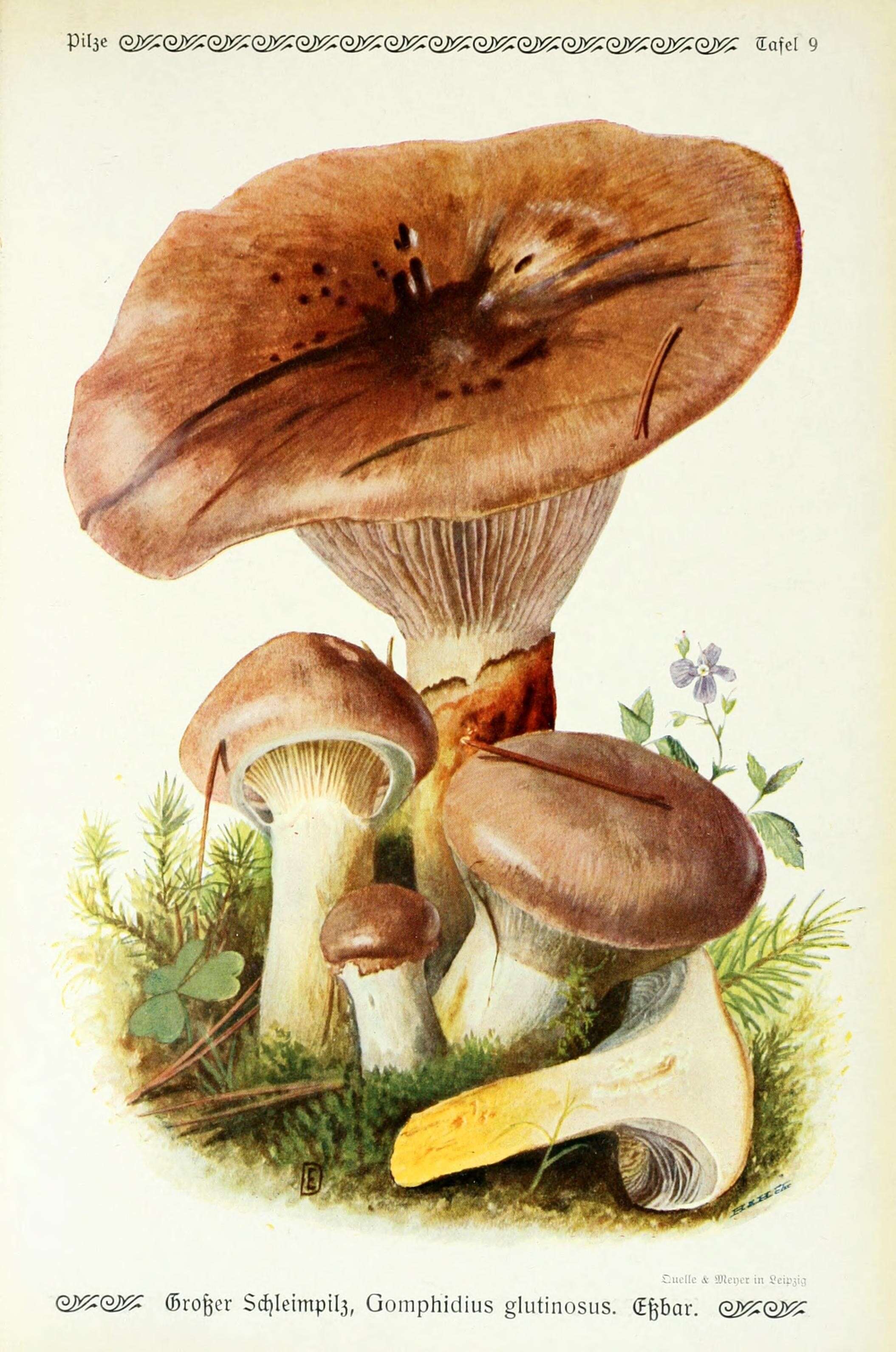 Image of Gomphidius glutinosus (Schaeff.) Fr. 1838