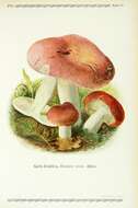 Image of Russula vesca Fr. 1836