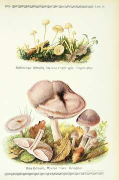 Image of Mycena epipterygia (Scop.) Gray 1821