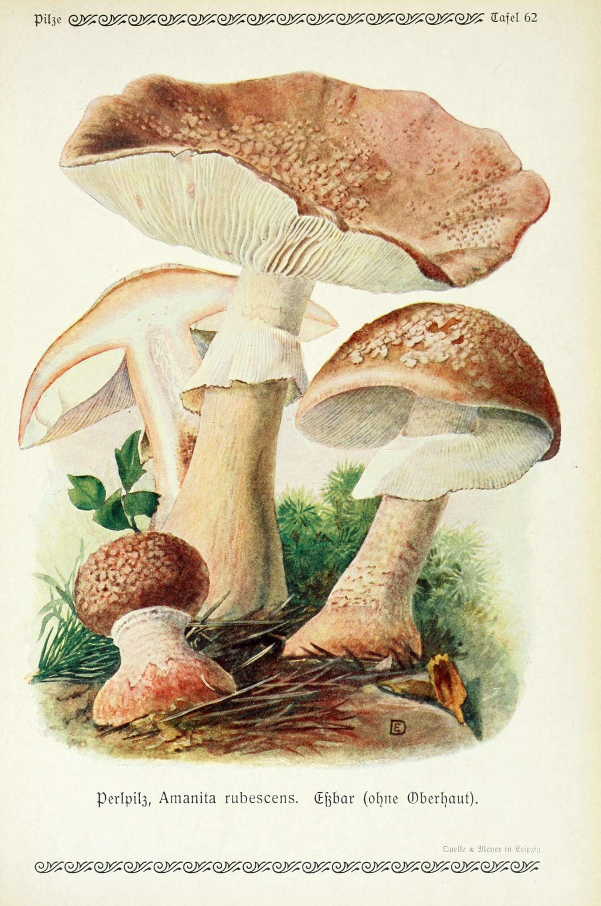 Image of Amanita rubescens Pers. 1797