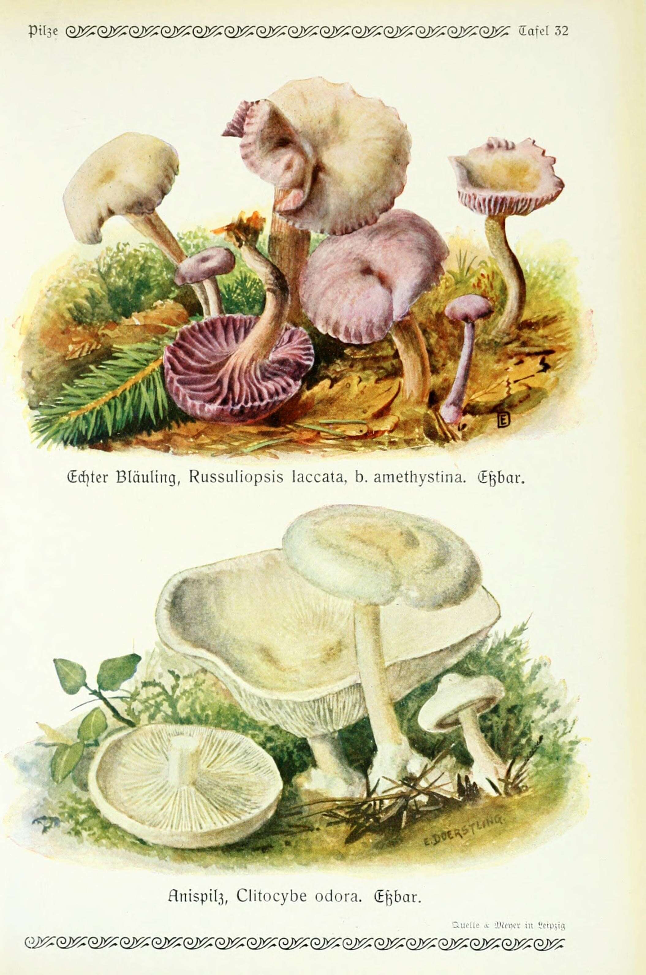 Image of Laccaria amethystina Cooke 1884