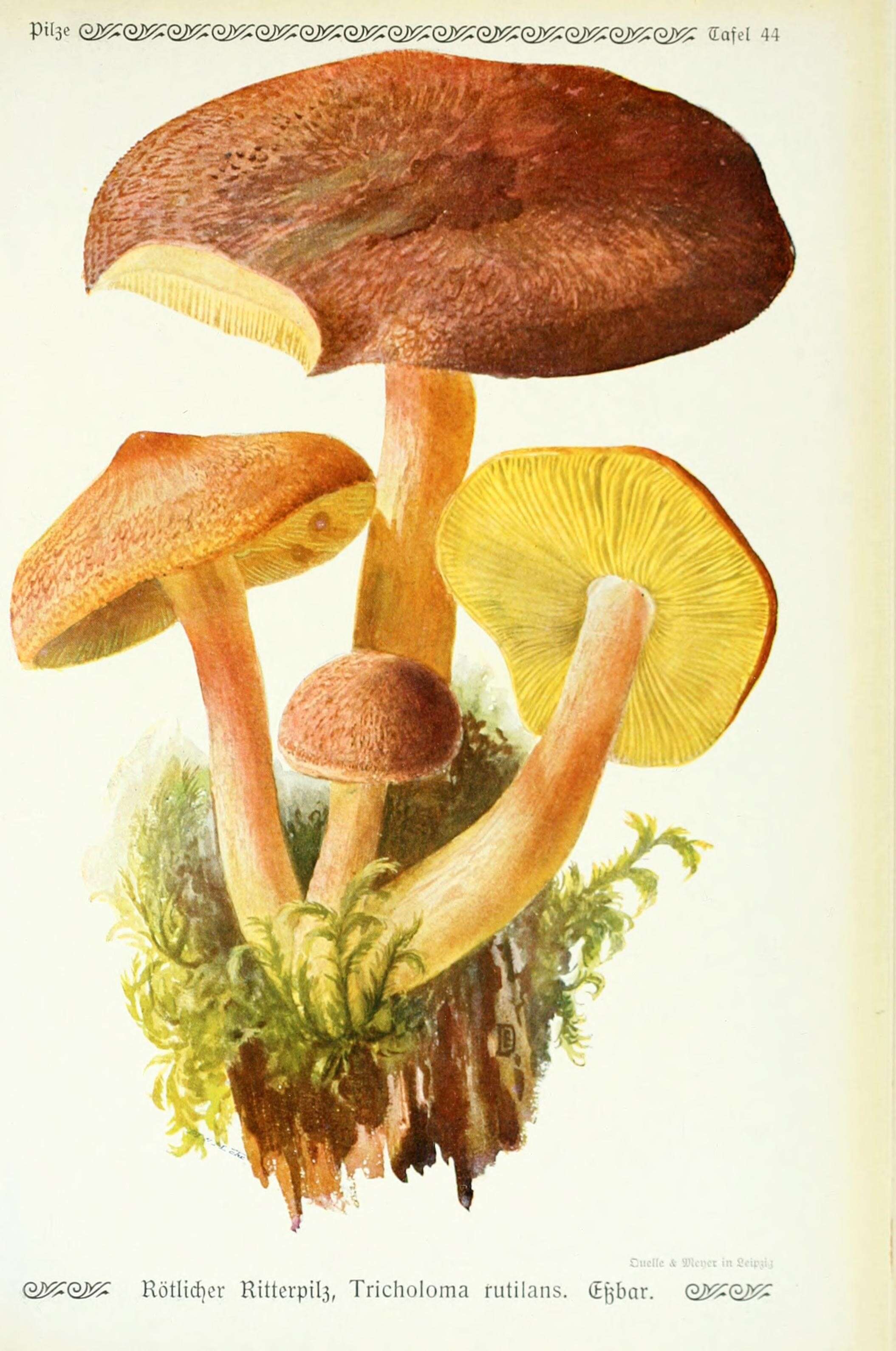 Image of Tricholomopsis rutilans (Schaeff.) Singer 1939