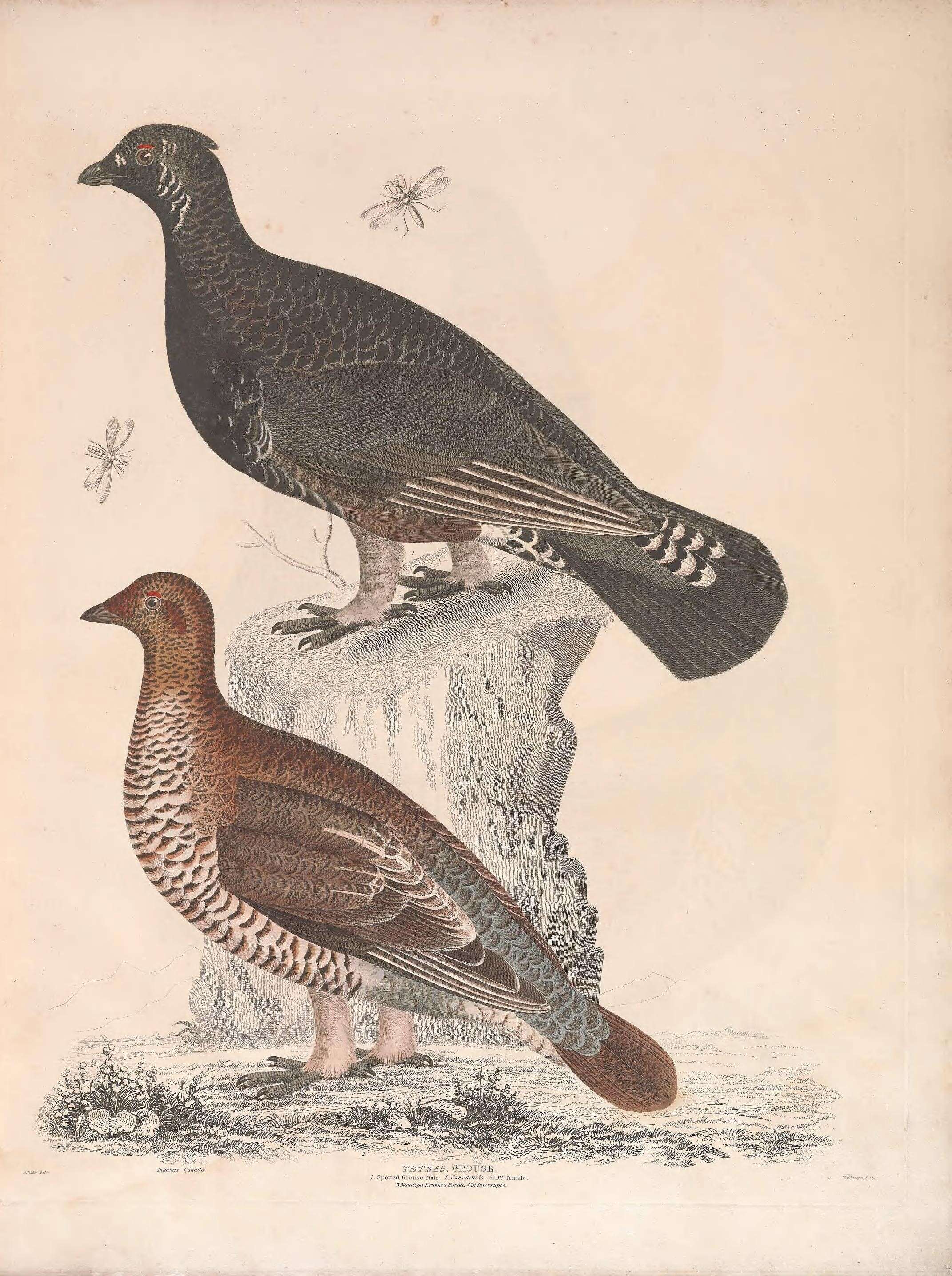 Image of Falcipennis Elliot & DG 1864
