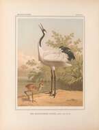 Image of Japanese Crane