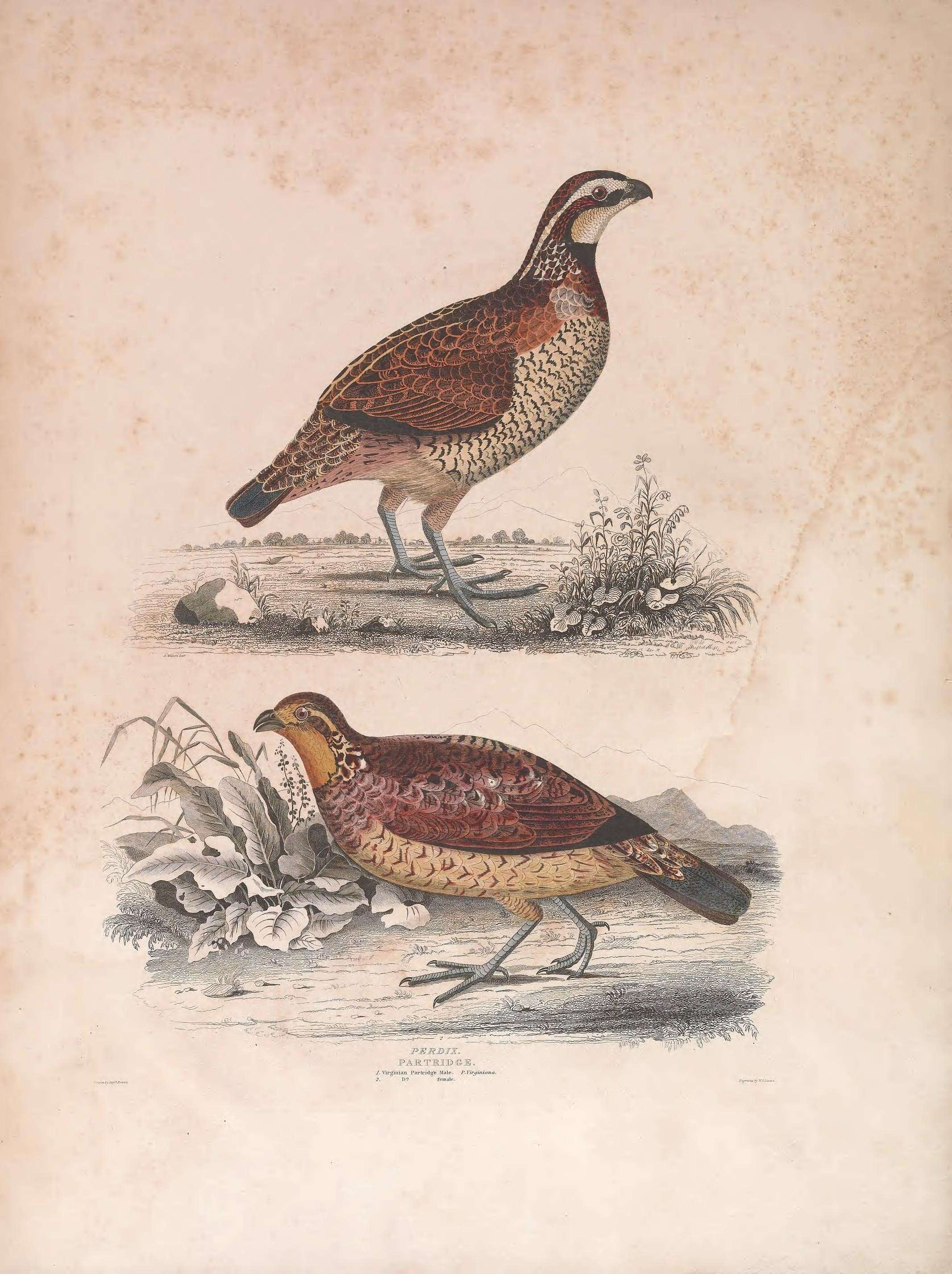 Image of Colinus Goldfuss 1820