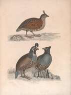 Image of Elegant Quail