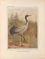 Слика од Grus nigricollis Przewalski 1876