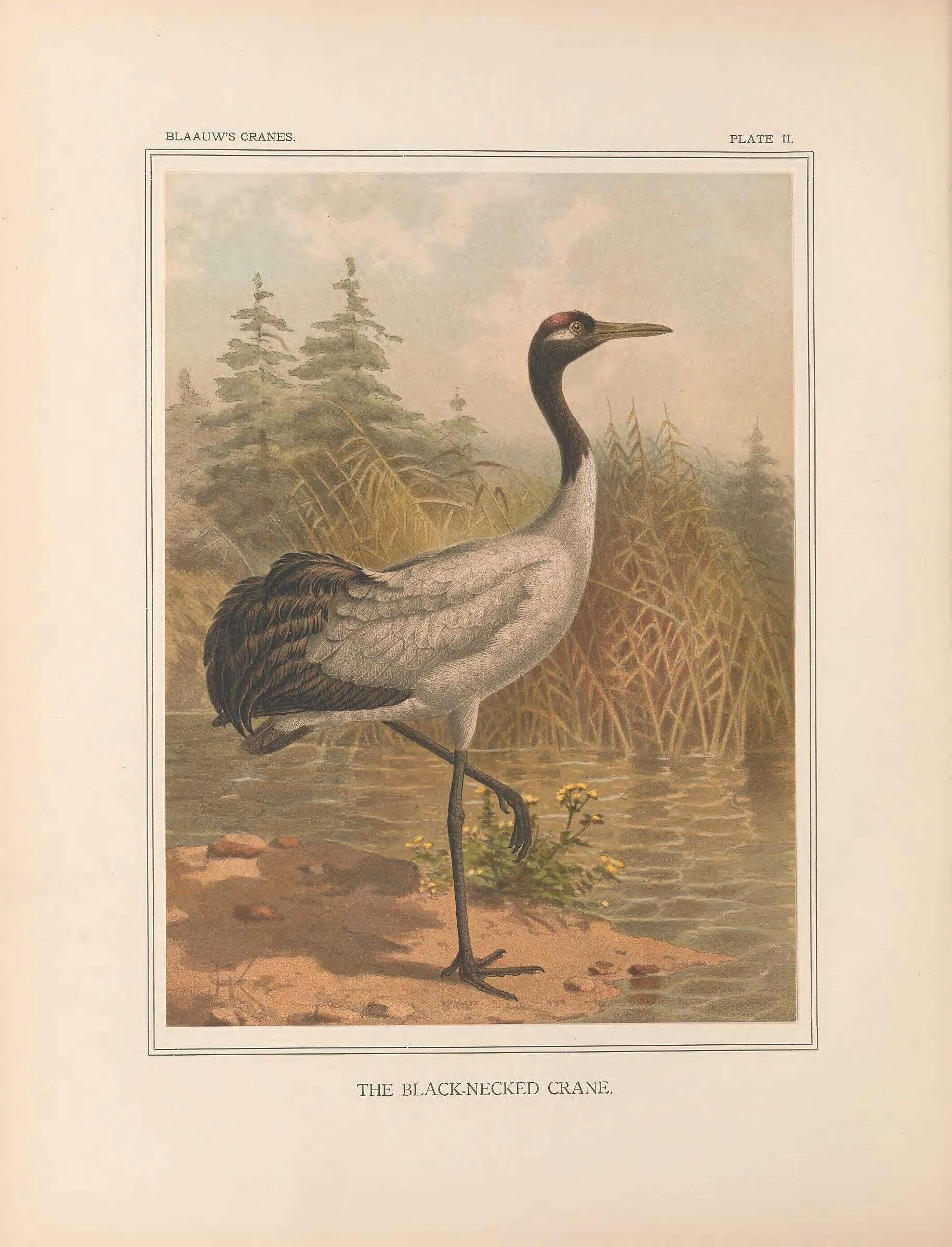 Слика од Grus nigricollis Przewalski 1876