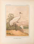 Image of Whooping Crane