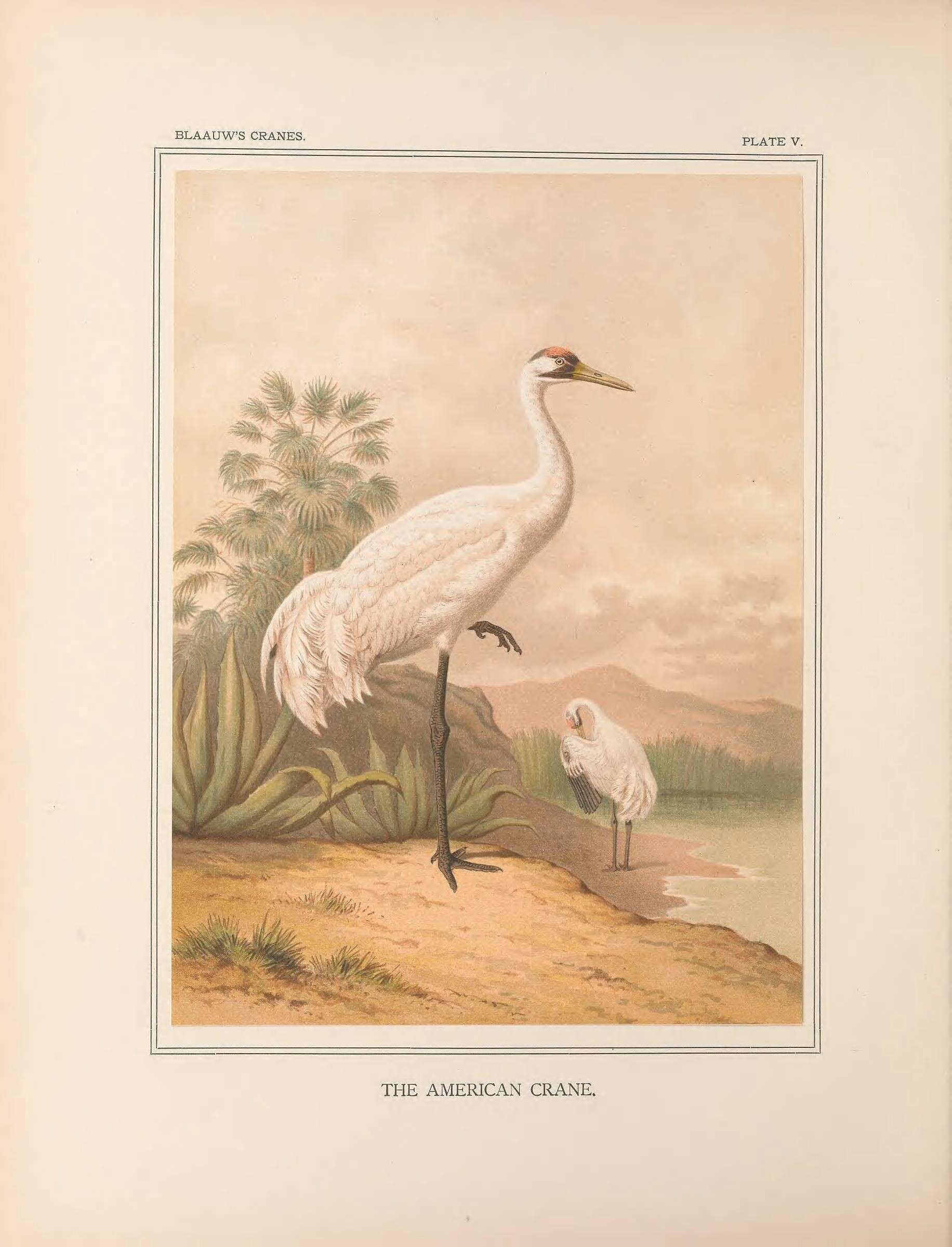 Image of Whooping Crane