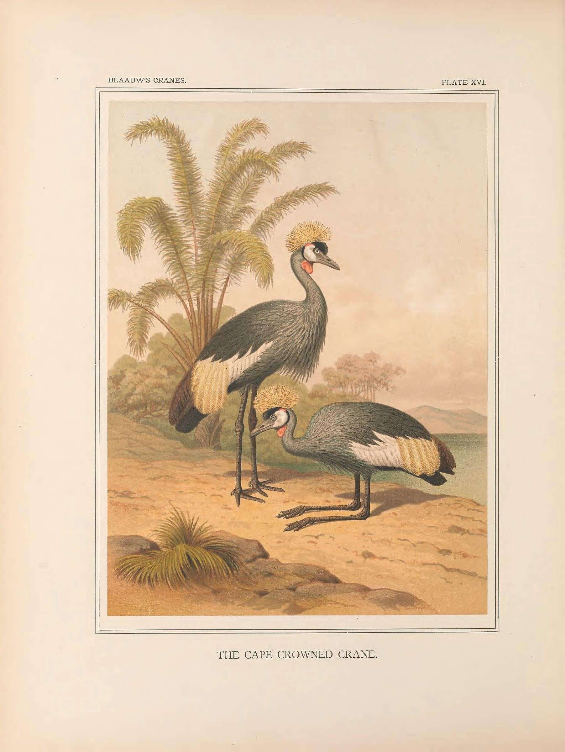 Image of Grey Crowned Crane