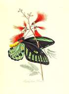 Image de Ornithoptera priamus (Linnaeus 1758)