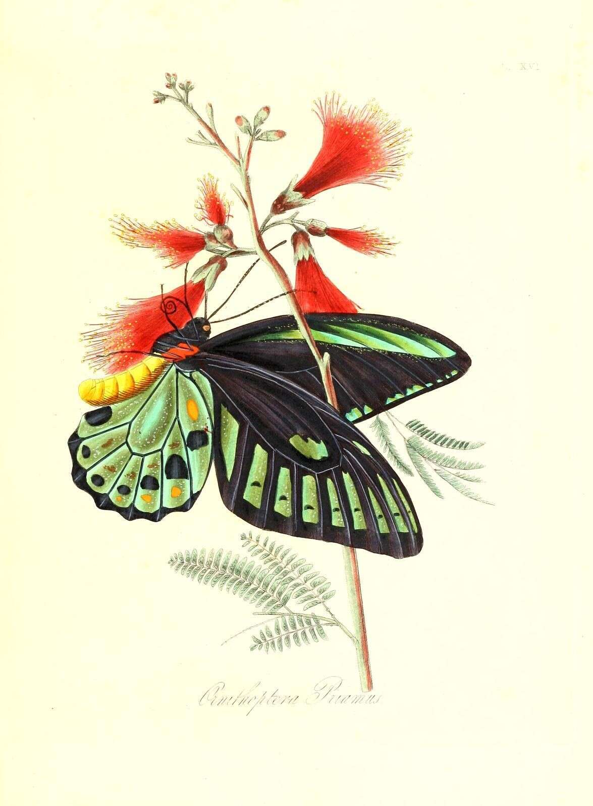 Image of Common Birdwing