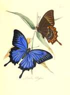 Sivun Papilio ulysses Linnaeus 1758 kuva