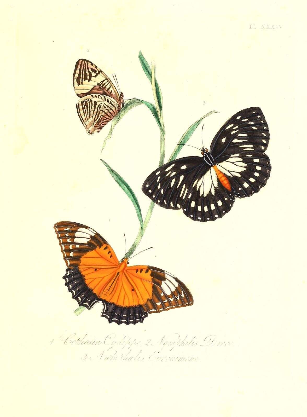 Image de Cethosia cydippe Linnaeus 1763