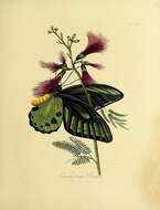 Sivun Ornithoptera priamus (Linnaeus 1758) kuva