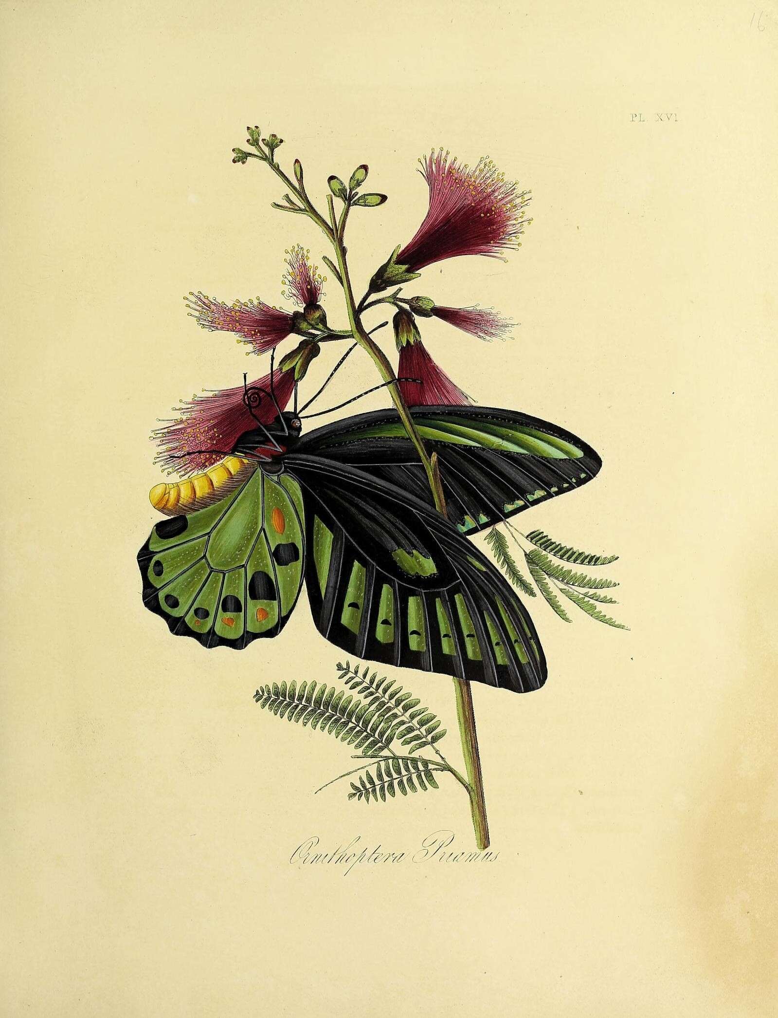 Imagem de Ornithoptera priamus (Linnaeus 1758)