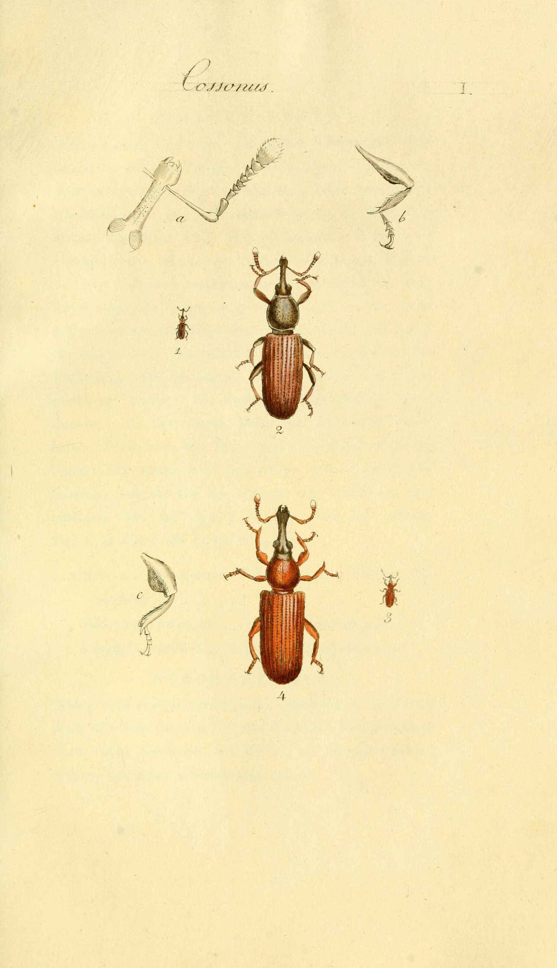 Image of Cossonus linearis (Fabricius & J. C. 1775)