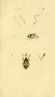 Sivun Cionus blattariae Lamarck 1817 kuva