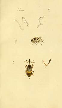 Image of Cionus blattariae Lamarck 1817